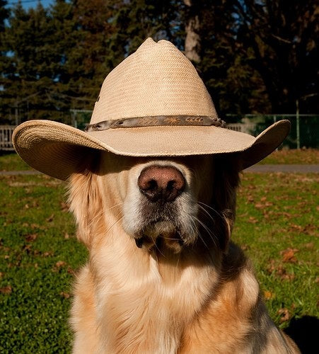 Sombrero para perros